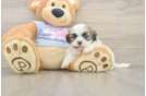 Teddy Bear Pup Being Cute