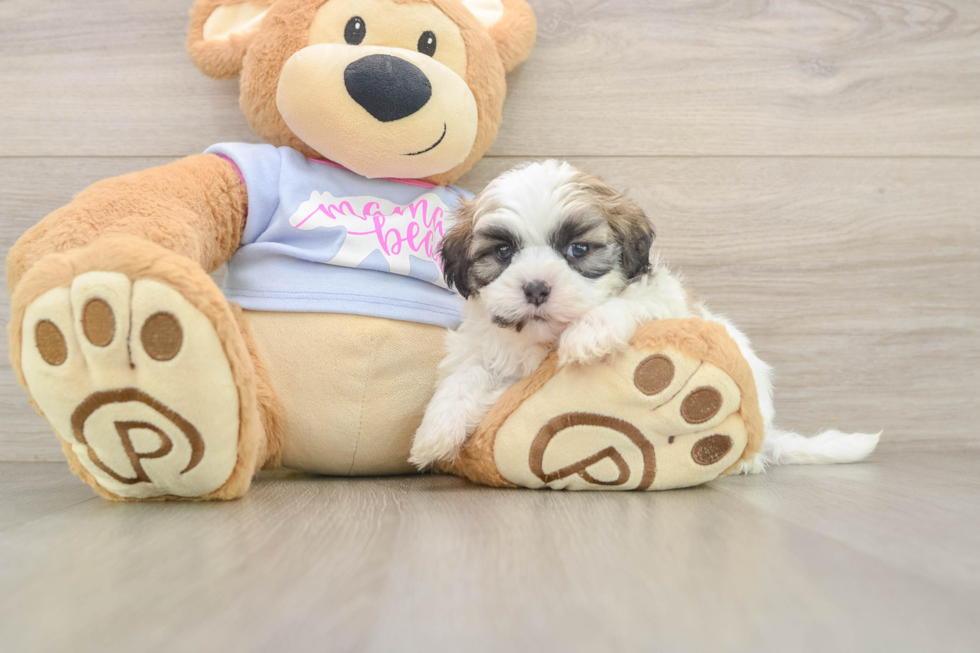 Teddy Bear Pup Being Cute