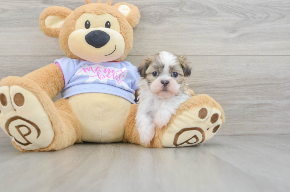 5 week old Teddy Bear Puppy For Sale - Florida Fur Babies