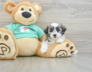 7 week old Teddy Bear Puppy For Sale - Florida Fur Babies