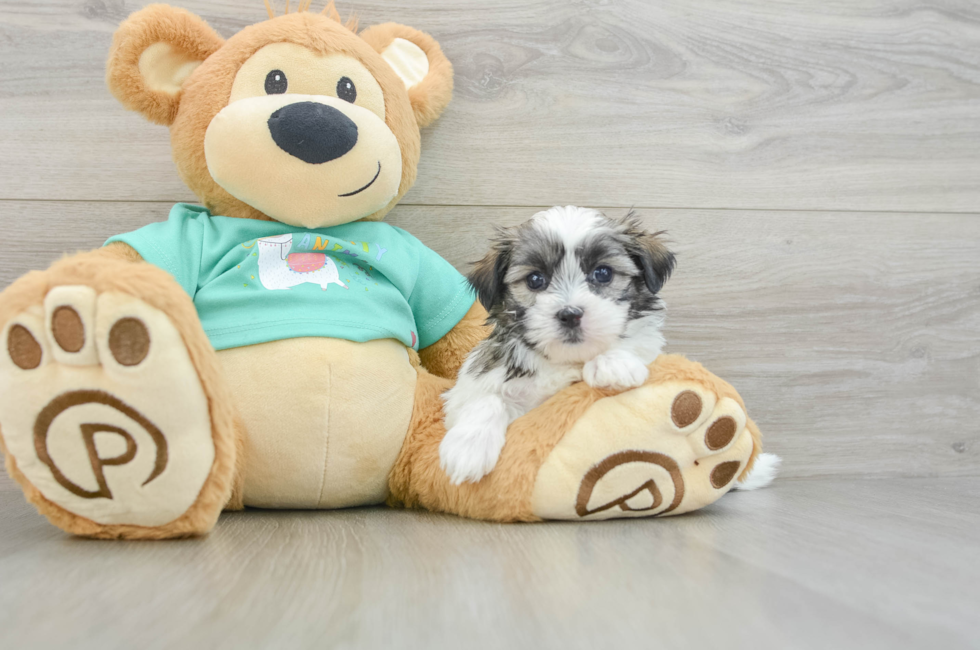 6 week old Teddy Bear Puppy For Sale - Florida Fur Babies