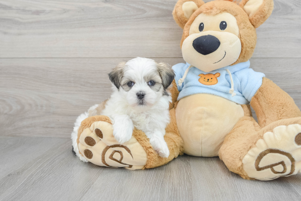 Teddy Bear Puppy for Adoption