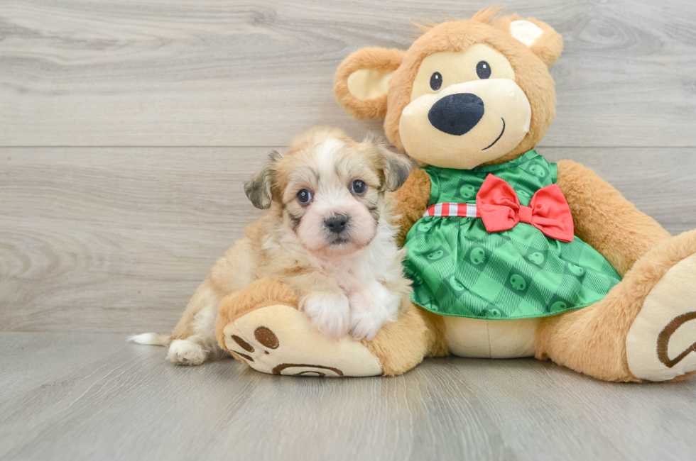 6 week old Teddy Bear Puppy For Sale - Florida Fur Babies