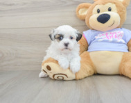 8 week old Teddy Bear Puppy For Sale - Florida Fur Babies