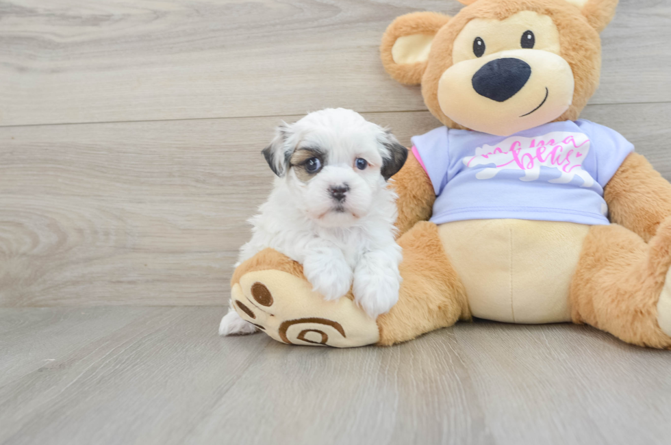 5 week old Teddy Bear Puppy For Sale - Florida Fur Babies