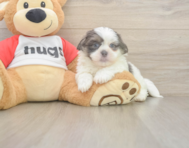 8 week old Teddy Bear Puppy For Sale - Florida Fur Babies