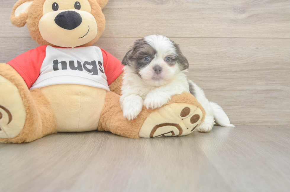 6 week old Teddy Bear Puppy For Sale - Florida Fur Babies