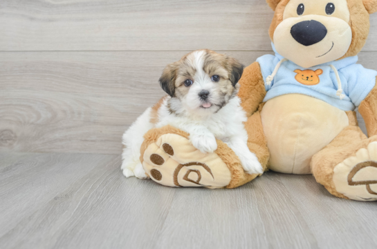 Friendly Teddy Bear Baby