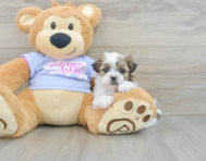 8 week old Teddy Bear Puppy For Sale - Florida Fur Babies