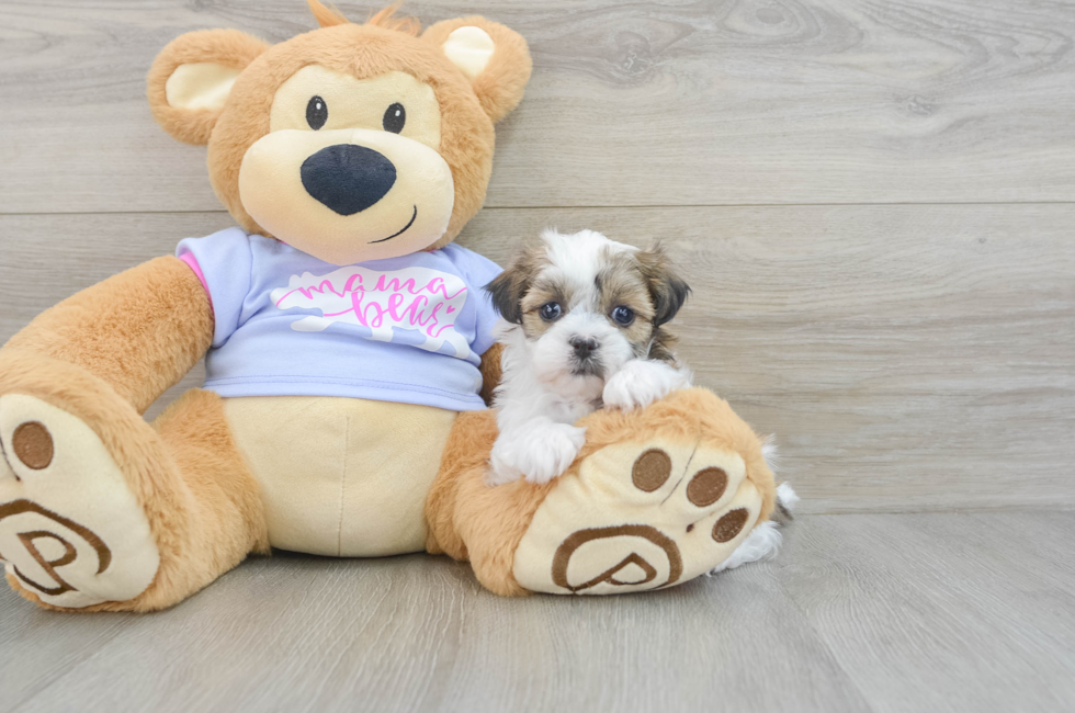 5 week old Teddy Bear Puppy For Sale - Florida Fur Babies