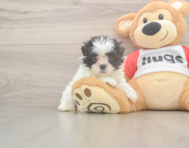 8 week old Teddy Bear Puppy For Sale - Florida Fur Babies
