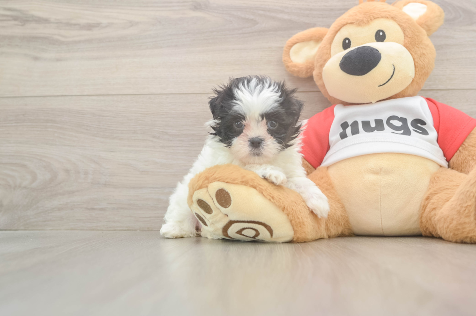 6 week old Teddy Bear Puppy For Sale - Florida Fur Babies
