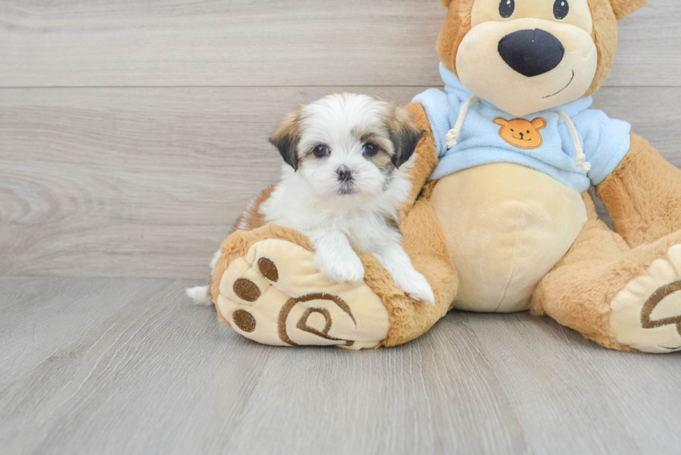 Best Teddy Bear Baby