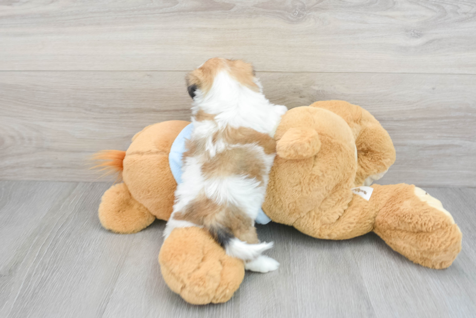 Teddy Bear Pup Being Cute