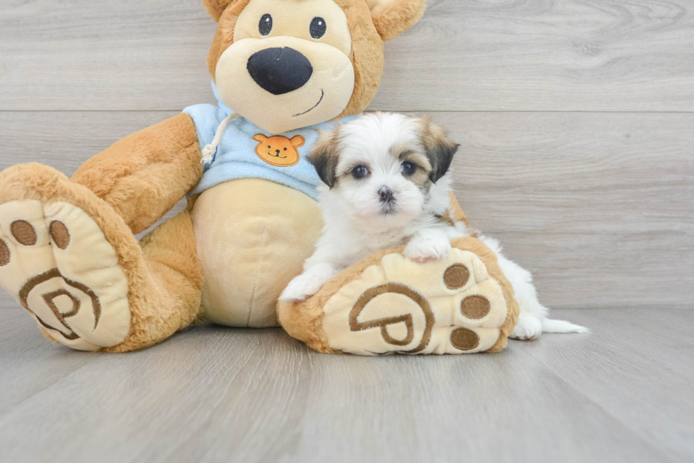 Petite Teddy Bear Designer Pup