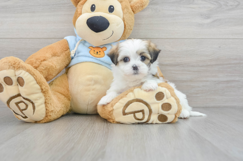 5 week old Teddy Bear Puppy For Sale - Florida Fur Babies