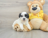 7 week old Teddy Bear Puppy For Sale - Florida Fur Babies