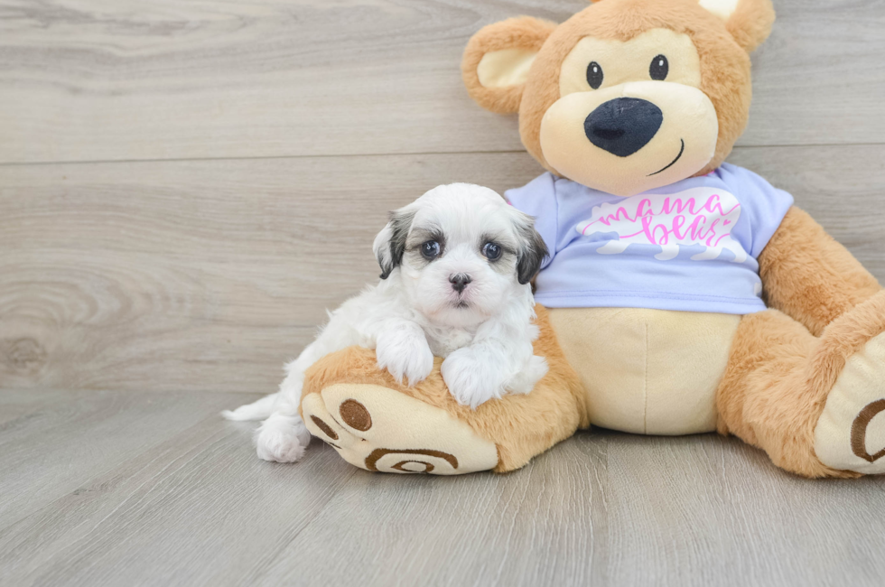 5 week old Teddy Bear Puppy For Sale - Florida Fur Babies