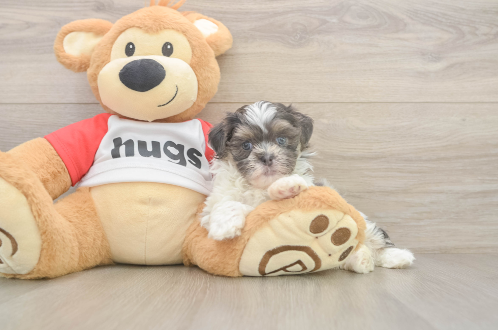 6 week old Teddy Bear Puppy For Sale - Florida Fur Babies