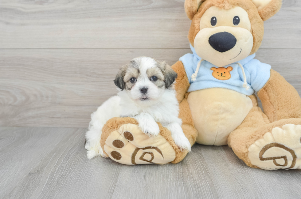 5 week old Teddy Bear Puppy For Sale - Florida Fur Babies