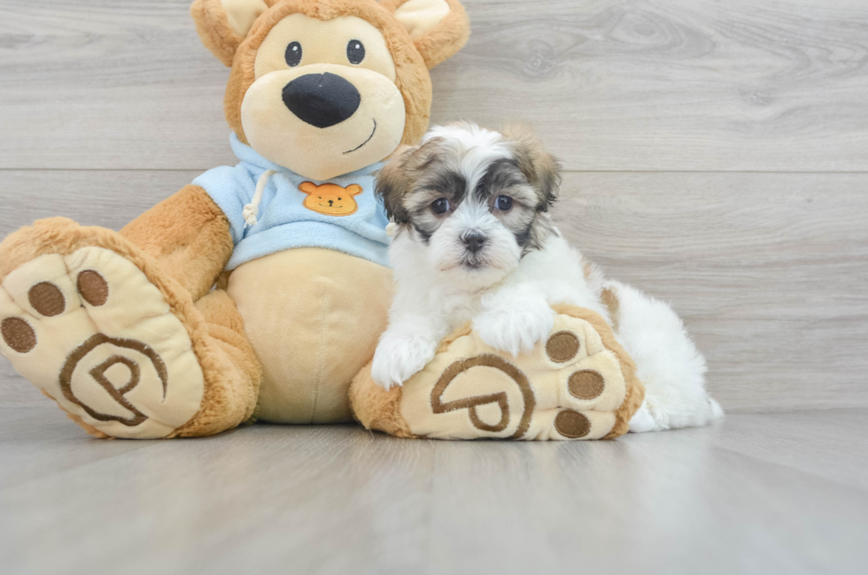 8 week old Teddy Bear Puppy For Sale - Florida Fur Babies