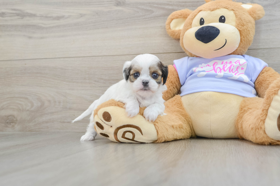 5 week old Teddy Bear Puppy For Sale - Florida Fur Babies