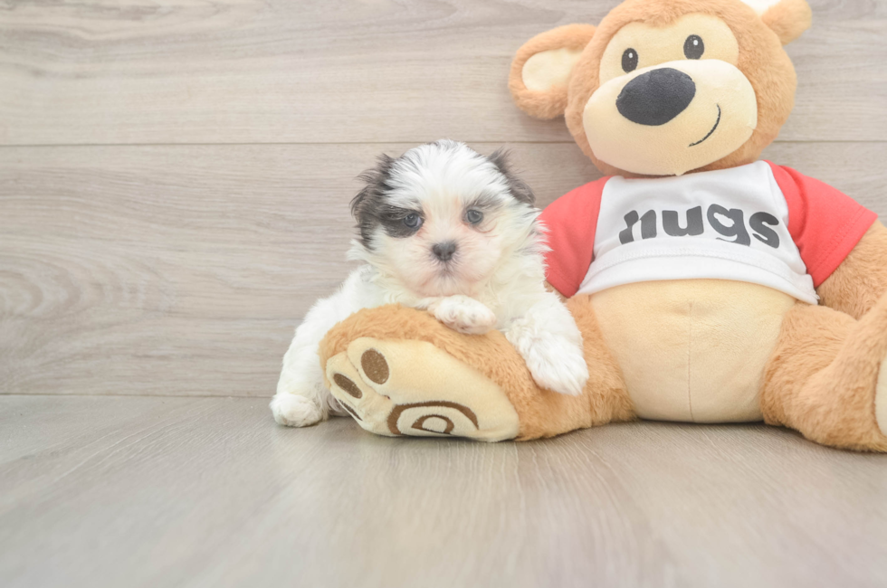 6 week old Teddy Bear Puppy For Sale - Florida Fur Babies
