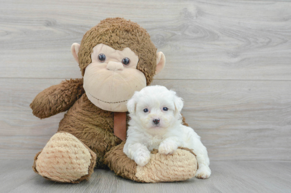 5 week old Teddy Bear Puppy For Sale - Florida Fur Babies