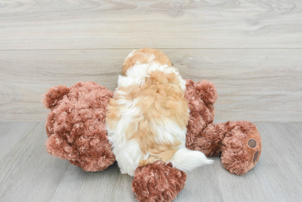 Small Teddy Bear Baby