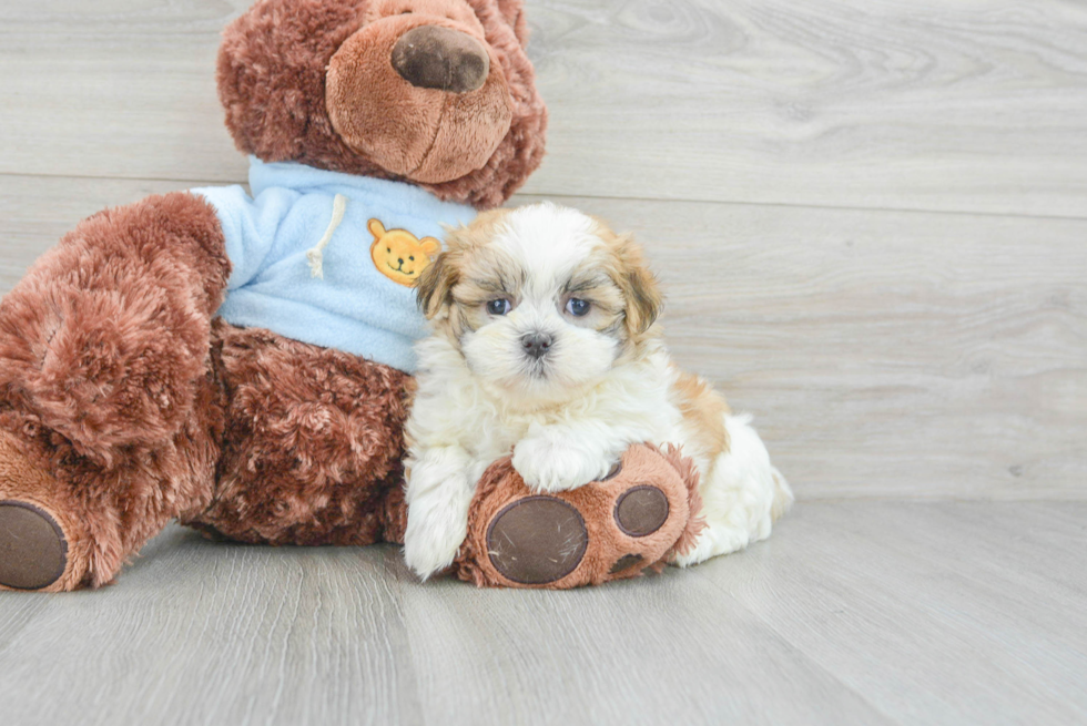 Teddy Bear Puppy for Adoption