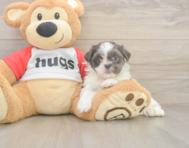 8 week old Teddy Bear Puppy For Sale - Florida Fur Babies
