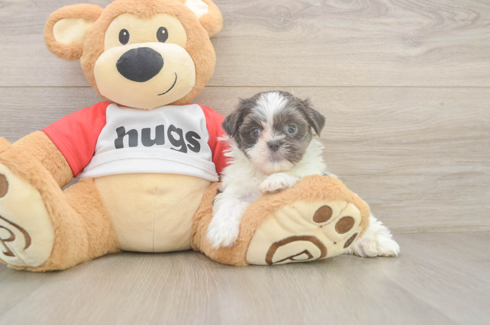 6 week old Teddy Bear Puppy For Sale - Florida Fur Babies