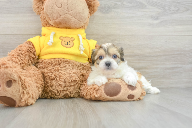 Teddy Bear Pup Being Cute