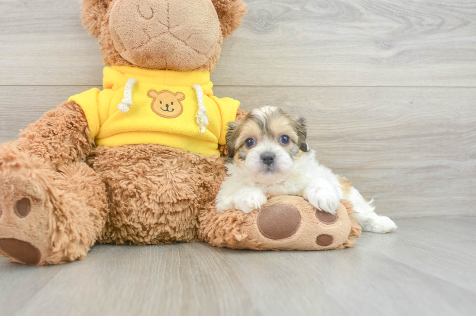 7 week old Teddy Bear Puppy For Sale - Florida Fur Babies