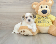 8 week old Teddy Bear Puppy For Sale - Florida Fur Babies