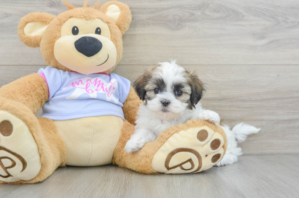 6 week old Teddy Bear Puppy For Sale - Florida Fur Babies