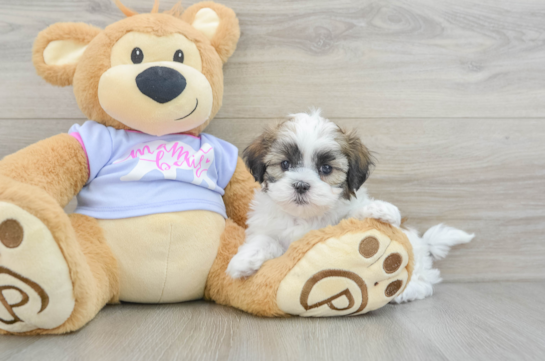 Teddy Bear Pup Being Cute