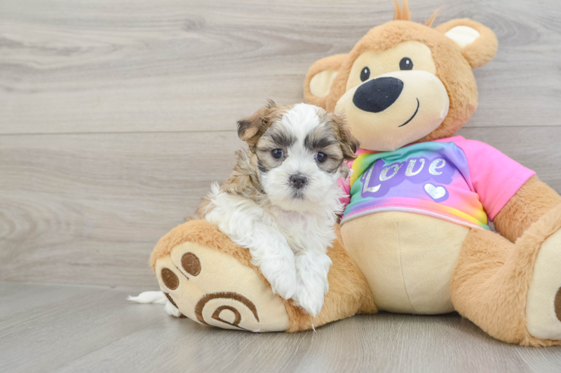 Meet Maddie - our Teddy Bear Puppy Photo 1/3 - Florida Fur Babies