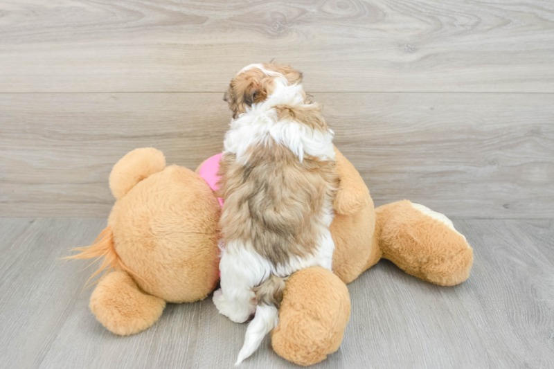 Meet Maddie - our Teddy Bear Puppy Photo 2/3 - Florida Fur Babies