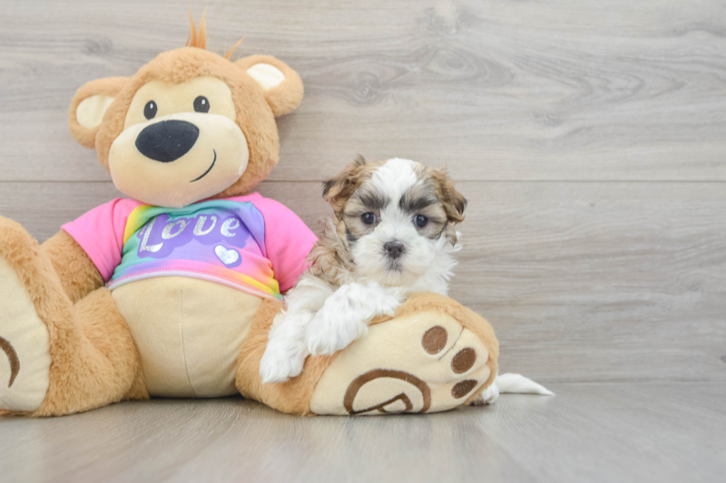 Meet Maddie - our Teddy Bear Puppy Photo 3/3 - Florida Fur Babies