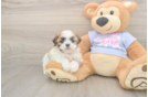 Teddy Bear Puppy for Adoption