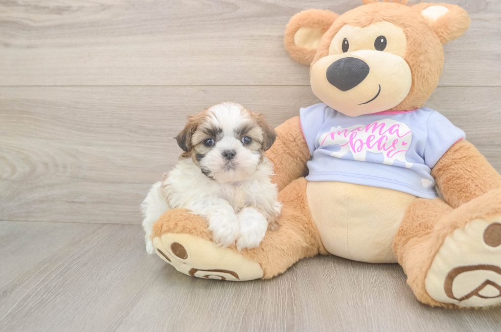 5 week old Teddy Bear Puppy For Sale - Florida Fur Babies