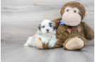 Meet Maddie - our Teddy Bear Puppy Photo 2/3 - Florida Fur Babies