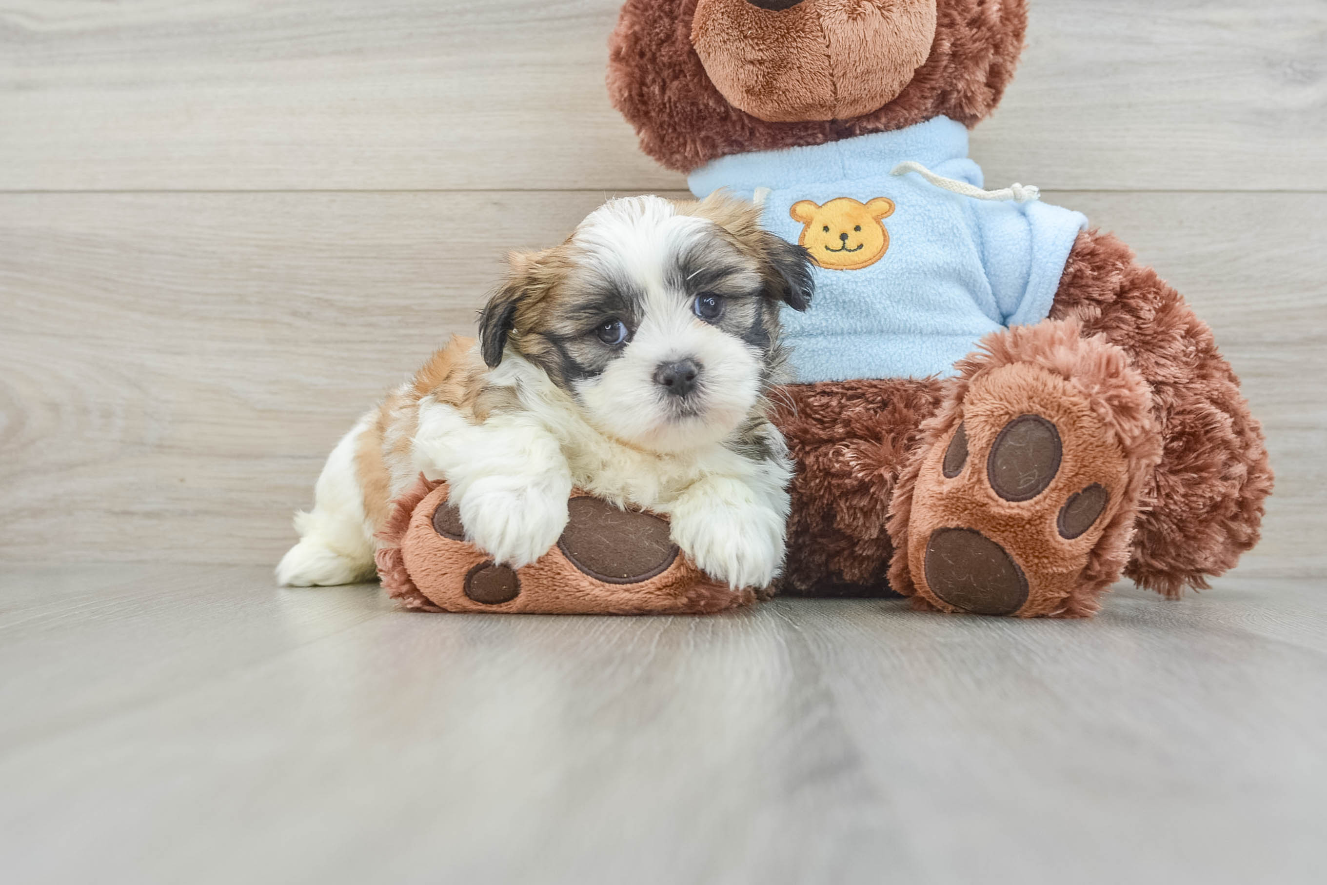 Friendly Teddy Bear Baby