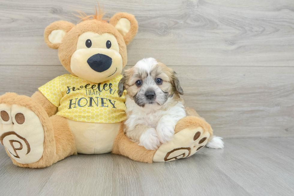 Teddy Bear Puppy for Adoption