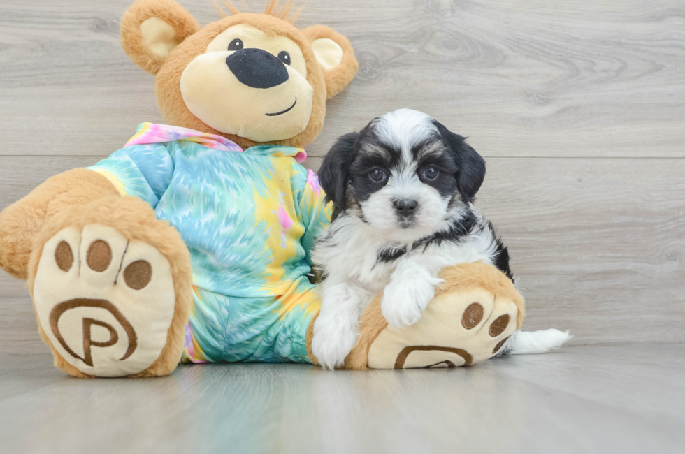 6 week old Teddy Bear Puppy For Sale - Florida Fur Babies