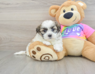 5 week old Teddy Bear Puppy For Sale - Florida Fur Babies