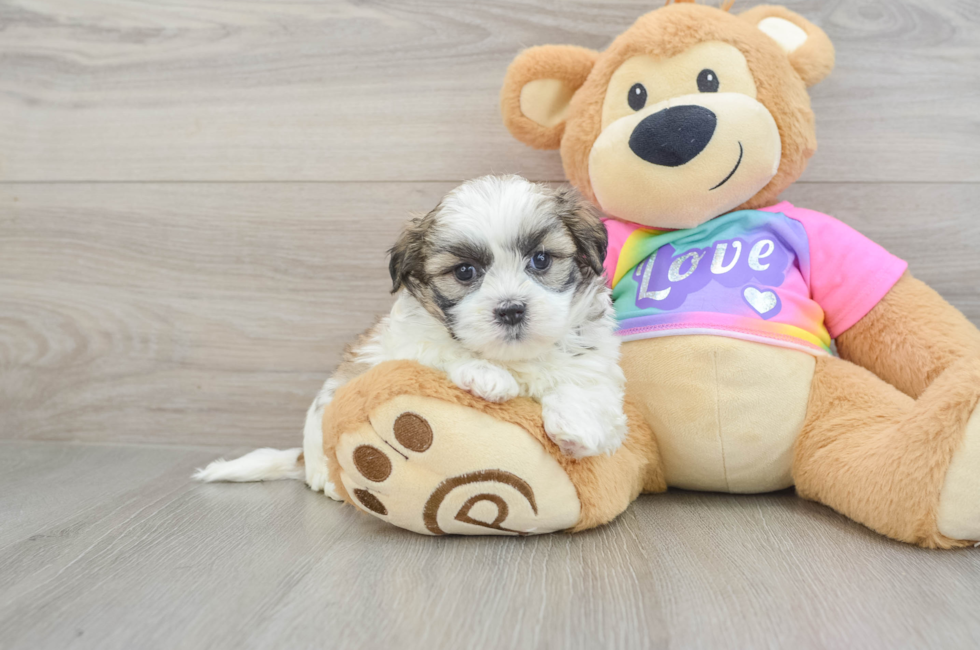 5 week old Teddy Bear Puppy For Sale - Florida Fur Babies
