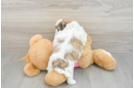 Fluffy Teddy Bear Designer Pup