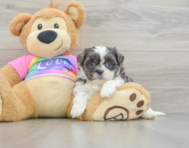 6 week old Teddy Bear Puppy For Sale - Florida Fur Babies